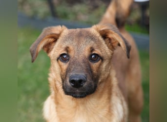 Findus in Sankt Augustin sucht ein Zuhause