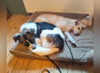 Loki, Besitzer schwer erkrankt