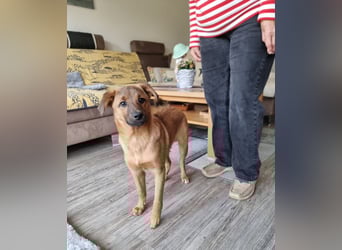 Findus in Sankt Augustin sucht ein Zuhause