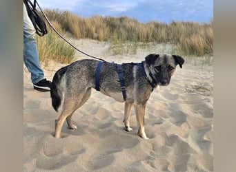 Sanfte, ruhige Josy sucht ihr Für-immer-Zuhause