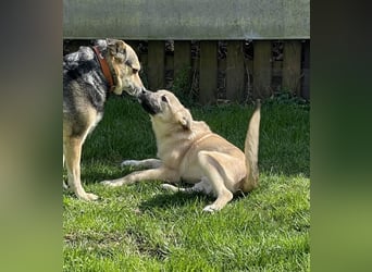 Aufgeweckter, lieber Junghund auf der Suche