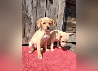 Peach sucht eine Für-immer-Familie