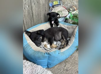 Amy sucht ein Für-immer-Zuhause