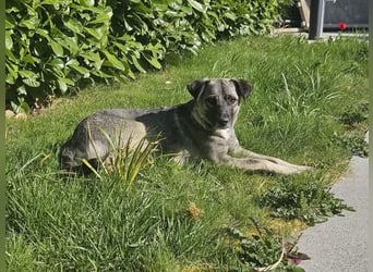 Sanfte, ruhige Josy sucht ihr Für-immer-Zuhause