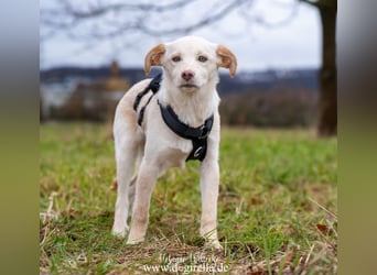 Hübsche junge Fleur sucht ein Zuhause
