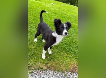 Kleiner Wirbelwind Tara