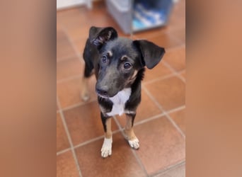 Amy sucht ein Für-immer-Zuhause