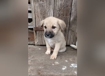 Aufgeweckter, lieber Junghund auf der Suche