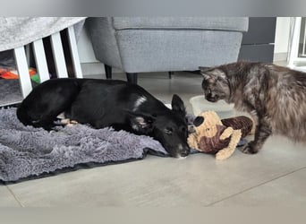 Vinn sucht seine Familie