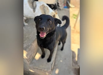 Lucky sucht ein Für-immer-Zuhause