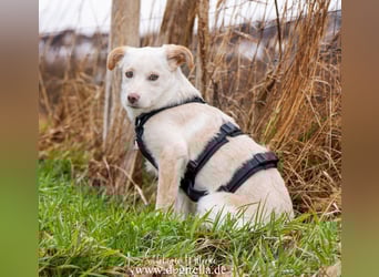 Hübsche junge Fleur sucht ein Zuhause