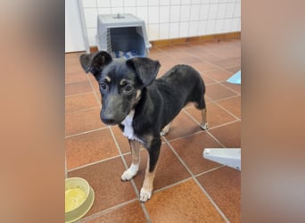 Amy sucht ein Für-immer-Zuhause