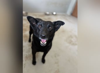 Lucky sucht ein Für-immer-Zuhause