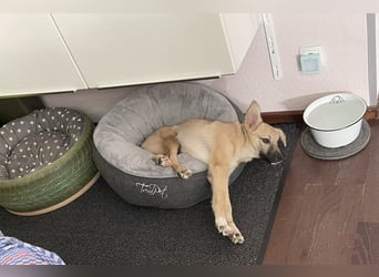 Aufgeweckter, lieber Junghund auf der Suche