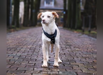 Hübsche junge Fleur sucht ein Zuhause