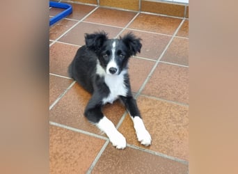 Kleiner Wirbelwind Tara