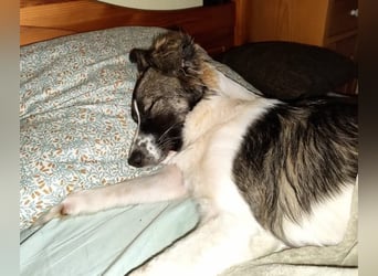Loki, Besitzer schwer erkrankt