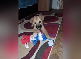 Aufgeweckter, lieber Junghund auf der Suche