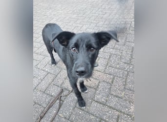 Rico sucht seinen Menschen