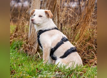 Hübsche junge Fleur sucht ein Zuhause