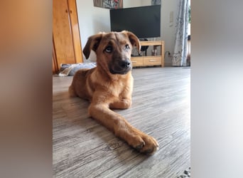 Findus in Sankt Augustin sucht ein Zuhause