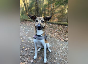Vega, auf der Suche nach einem neuen Zuhause
