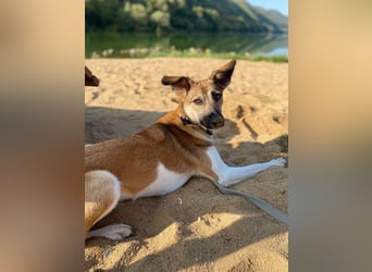 Vega, auf der Suche nach einem neuen Zuhause