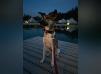 Vega sucht ein Zuhause