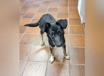 Amy sucht ein Für-immer-Zuhause