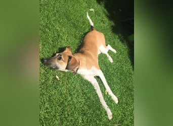Vega, auf der Suche nach einem neuen Zuhause