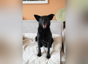 Lucky sucht ein Für-immer-Zuhause