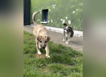 Aufgeweckter, lieber Junghund auf der Suche