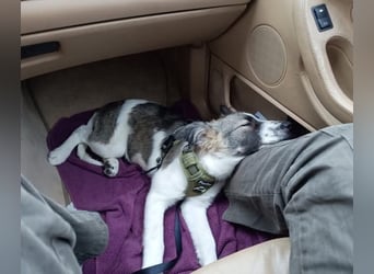 Loki, Besitzer schwer erkrankt