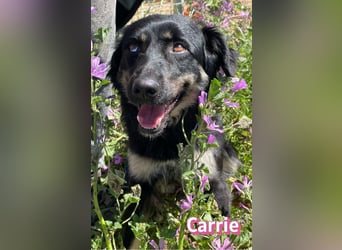 Carrie, 04/25 - fröhliche Maus sucht Familie