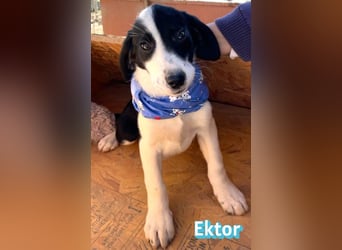 Ektor - aufgeweckt und verspielt