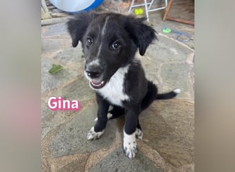 Gina, 05/26 - süßes Welpenmädel sucht Familie