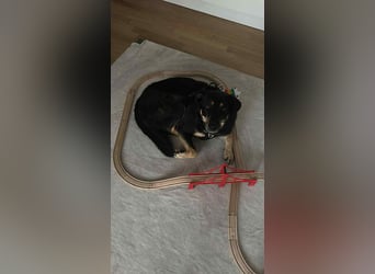 Hübsche Fanny sucht ihre Menschen