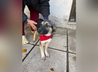 Alma - aktiv, verspielt und neugierig