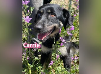 Carrie, 04/25 - fröhliche Maus sucht Familie