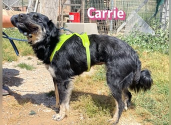 Carrie, 04/25 - fröhliche Maus sucht Familie