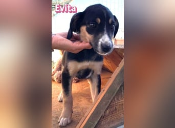 Evita - aufgeweckt und verspielt