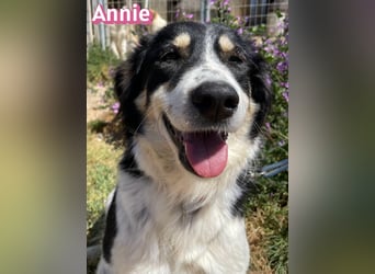 Annie, 04/25 - süßes Wuschelchen sucht Körbchen