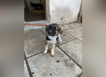 Anton - aktiv, verspielt und neugierig