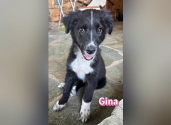 Gina, 05/26 - süßes Welpenmädel sucht Familie