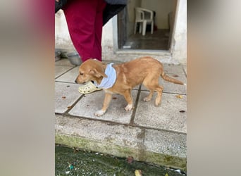 Adonis - aktiv, verspielt und neugierig