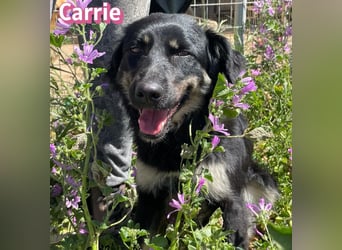 Carrie, 04/25 - fröhliche Maus sucht Familie