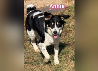 Annie, 04/25 - süßes Wuschelchen sucht Körbchen