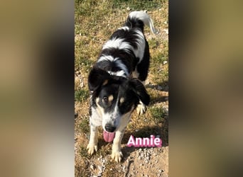 Annie, 04/25 - süßes Wuschelchen sucht Körbchen