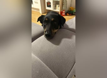 Intelligente Fanny sucht perfektes Zuhause