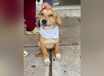 Adonis - aktiv, verspielt und neugierig